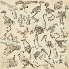 bones, skulls and living birds - freehand drawings