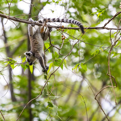 Cute baby ring tailed lemur jumping on a tree in a Madagascar reserve.