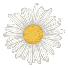 beautiful white daisy flower isolated.