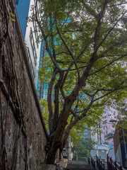 Surprising trees of Hong Kong - 2