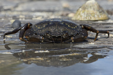 Green Shore Crab (Carcinus Maenus)/European Green Crab on barnacle encrusted rock