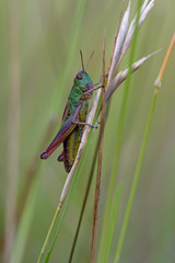Grasshopper (Chorthippus Parallelus)/Grasshopper on long stalk of grass