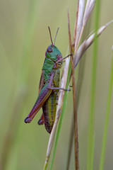 Grasshopper (Chorthippus Parallelus)/Grasshopper on long stalk of grass