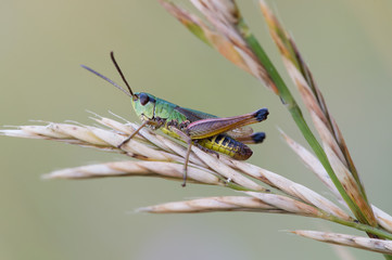 Grasshopper (Chorthippus Parallelus)/Grasshopper on long stalk of grass