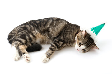 cat with party hat