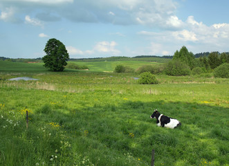 cows on field