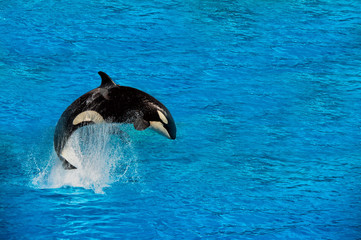 Fototapeta premium orka orka podczas skakania