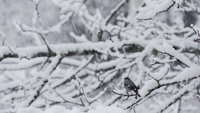 Bullfinch bird with heavy snow falling in a forest in winter time