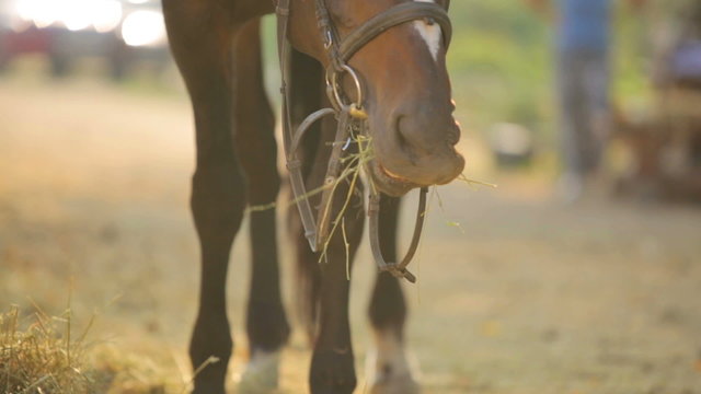 Horse eating hay on the farm. Thoroughbred stallion in the corral eating hay.