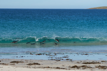 Fototapeta na wymiar Gentoo Penguins (Pygoscelis papua) swimming along a wave before emerging from the sea onto a large sandy beach on Bleaker Island in the Falkland Islands.