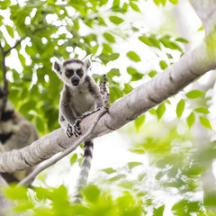 Funny and cute baby ring tailed lemur on a tree branch in a Madagascar wildlife reserve