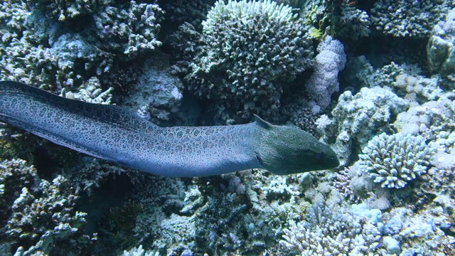 Slowmotion of Giant moray eel explores its territory. Handheld shot
