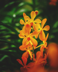 Fototapeta na wymiar Beautiful orange orchid.