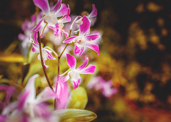 Branch of pink and white orchid.