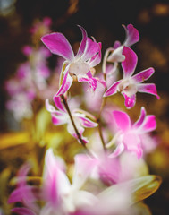 Fototapeta na wymiar Branch of pink and white orchid.