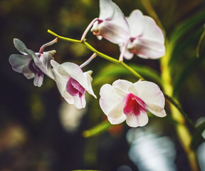 Branch of white orchid.