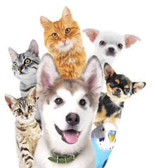 Cute pets isolated on white