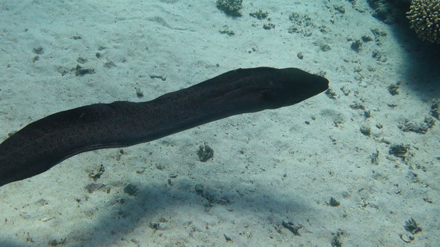 Slowmotion of Giant moray eel explores its territory. Handheld shot
