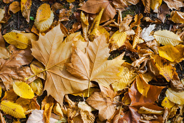 Autumn leaves