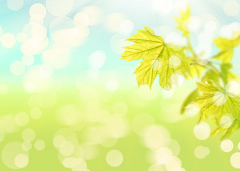 Green leaves on  abstract natural background