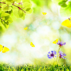 Fototapeta na wymiar Spring or summer season abstract nature background with butterflies, green grass and leaves