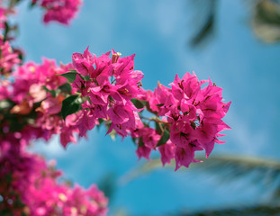 Red tree flower over blue sky.