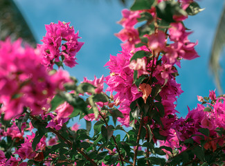 Red tree flower over blue sky.