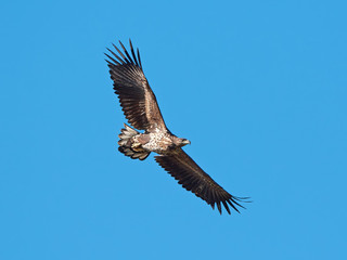 White Tailed Eagle (Haliaeetus albicilla)
