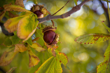 Burst chestnut on branch in the park 