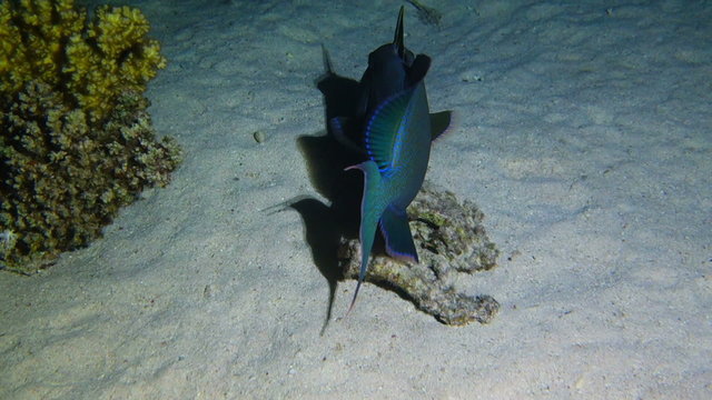 Blue or rippled triggerfish at night
