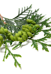 Green cones on twig of thuja