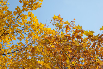Autumn leaves with blue sky as background