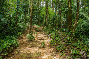 Fototapeta premium ein kleiner Trampelpfade im grünen dichten Dschungel in Costa Rica