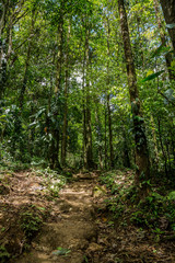 ein kleiner Trampelpfade im grünen dichten Dschungel in Costa Rica