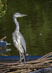 Heron