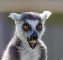 black and white lemur