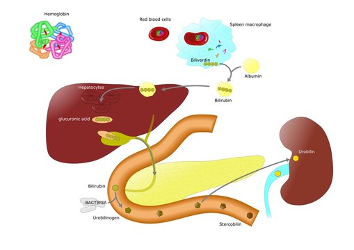degradazione dell'emoglobina, dal globulo rosso all'intestino e reni