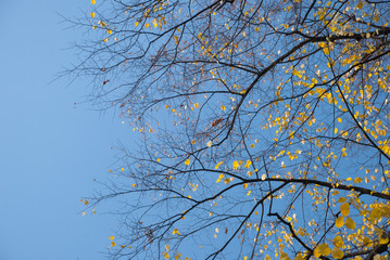 Autumn leaves with blue sky as background