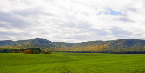 Young wheat field and mountains in background