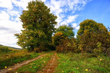 path in the forest in autumn