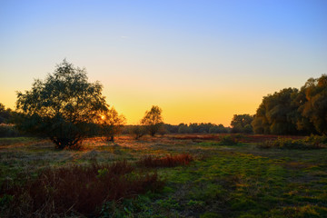 trees at sunset time