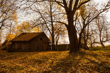 Abandoned wooden house in golden autumn
