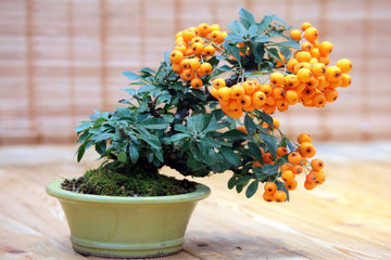 Bonsai Pyracantha angustifolia -  tree with bright fruits in pot