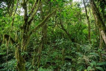 Naklejka premium zielona gęsta dżungla w Kostaryce