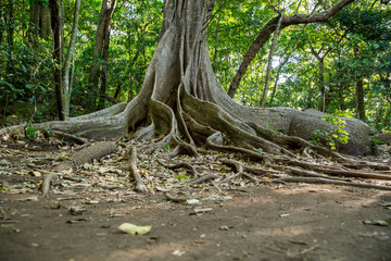 Fototapeta premium ein Baumriese mit Brettwurzeln im Regenwald in Costa Rica