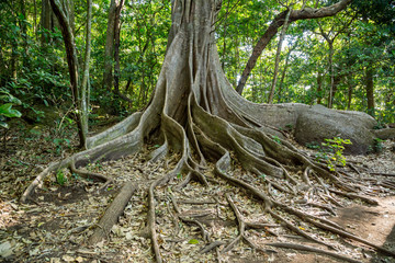 ein Baumriese mit Brettwurzeln im Regenwald in Costa Rica
