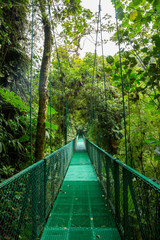 Obraz premium most w lesie deszczowym