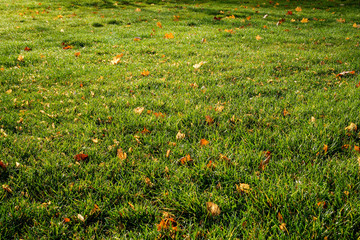 Lawn - grass with leaves