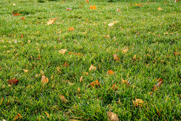 Lawn - grass with leaves - Powered by Adobe