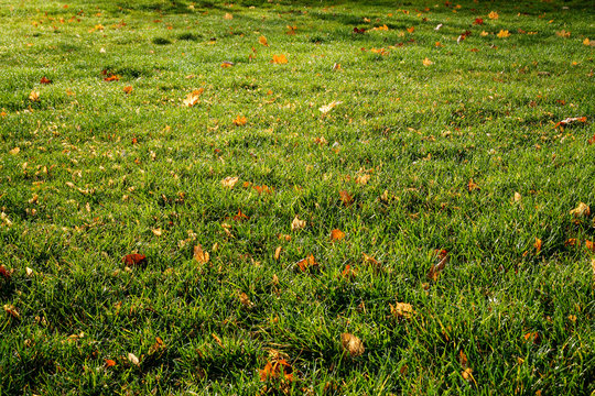 Lawn - grass with leaves - Powered by Adobe
